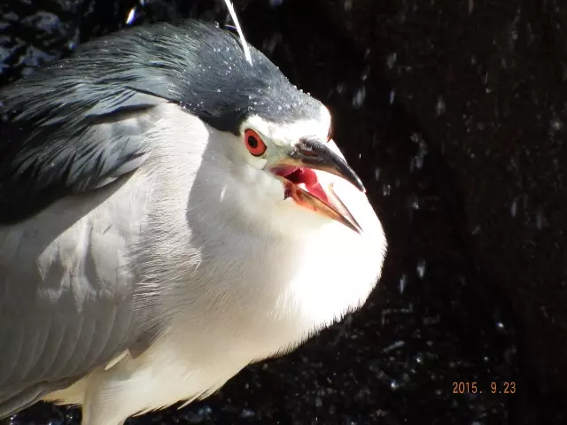 ゴイサギ｜GOOPASS野鳥図鑑